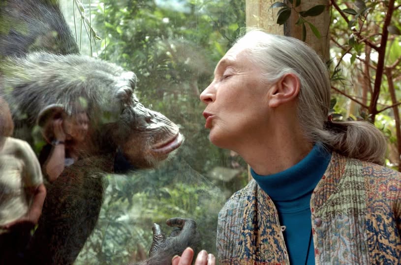 Fallecimiento Jane Goodall